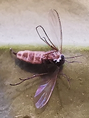 Sciaridae
