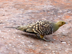 Pterocles namaqua