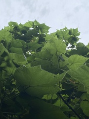 Dombeya rotundifolia