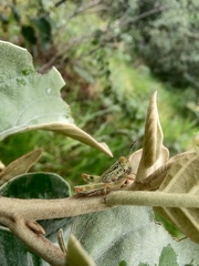 Orthoptera