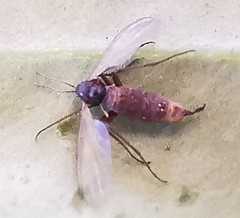 Sciaridae