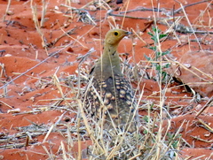 Pterocles namaqua