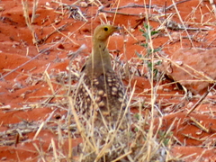 Pterocles namaqua