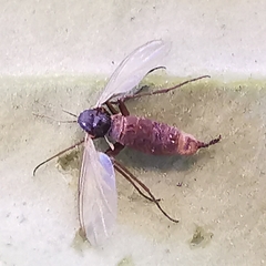 Sciaridae