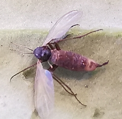 Sciaridae