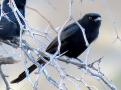 Dicrurus adsimilis apivorus