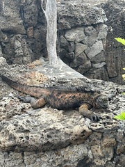 Amblyrhynchus cristatus hassi