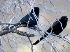 Dicrurus adsimilis apivorus