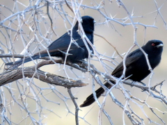 Dicrurus adsimilis apivorus