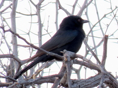 Dicrurus adsimilis apivorus