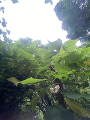 Dombeya rotundifolia