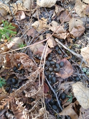 Odocoileus virginianus