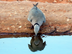 Streptopelia capicola damarensis
