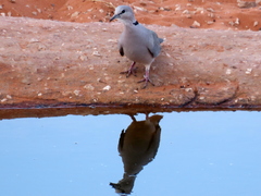 Streptopelia capicola damarensis