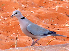 Streptopelia capicola damarensis