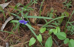 Tradescantia ohiensis