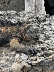 Amblyrhynchus cristatus hassi