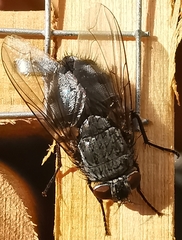 Calliphora