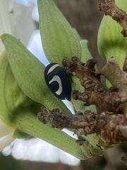 Membracis foliatafasciata