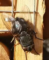 Calliphora
