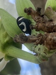 Membracis foliatafasciata