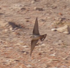 Ptyonoprogne fuligula