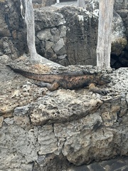 Amblyrhynchus cristatus hassi