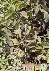Tournefortia rufosericea