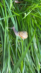 Cepaea hortensis
