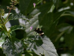 Bombus medius