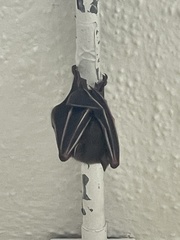Cynopterus sphinx