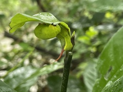 Macroglossum divergens