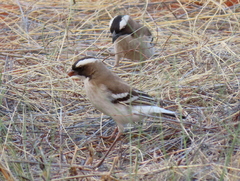 Plocepasser mahali mahali