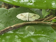 Problepsis vulgaris