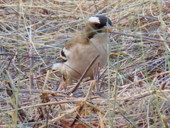 Plocepasser mahali mahali