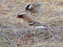 Plocepasser mahali mahali