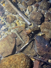 Macrobrachium laevis