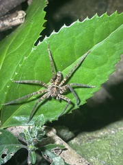 Heteropoda amphora