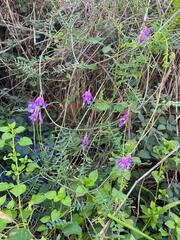 Vicia villosa