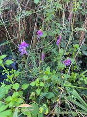 Vicia villosa