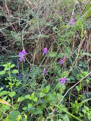 Vicia villosa
