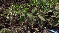 Tournefortia rufosericea