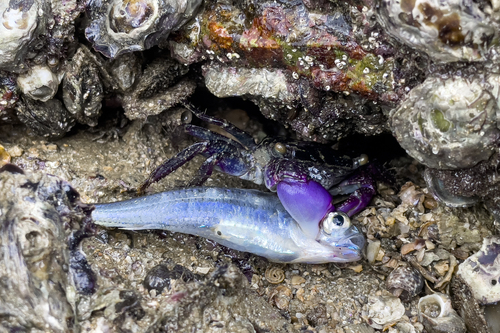 Purple Climber Crab