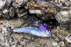 Purple Climber Crab