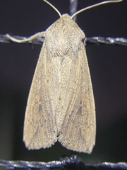Mythimna convecta