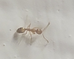 Monomorium pharaonis