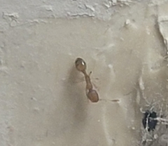 Monomorium pharaonis