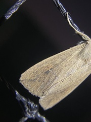 Mythimna convecta