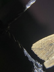 Mythimna convecta
