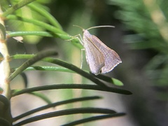 Anachloris uncinata